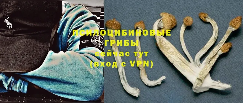 Псилоцибиновые грибы Psilocybine cubensis  Норильск 